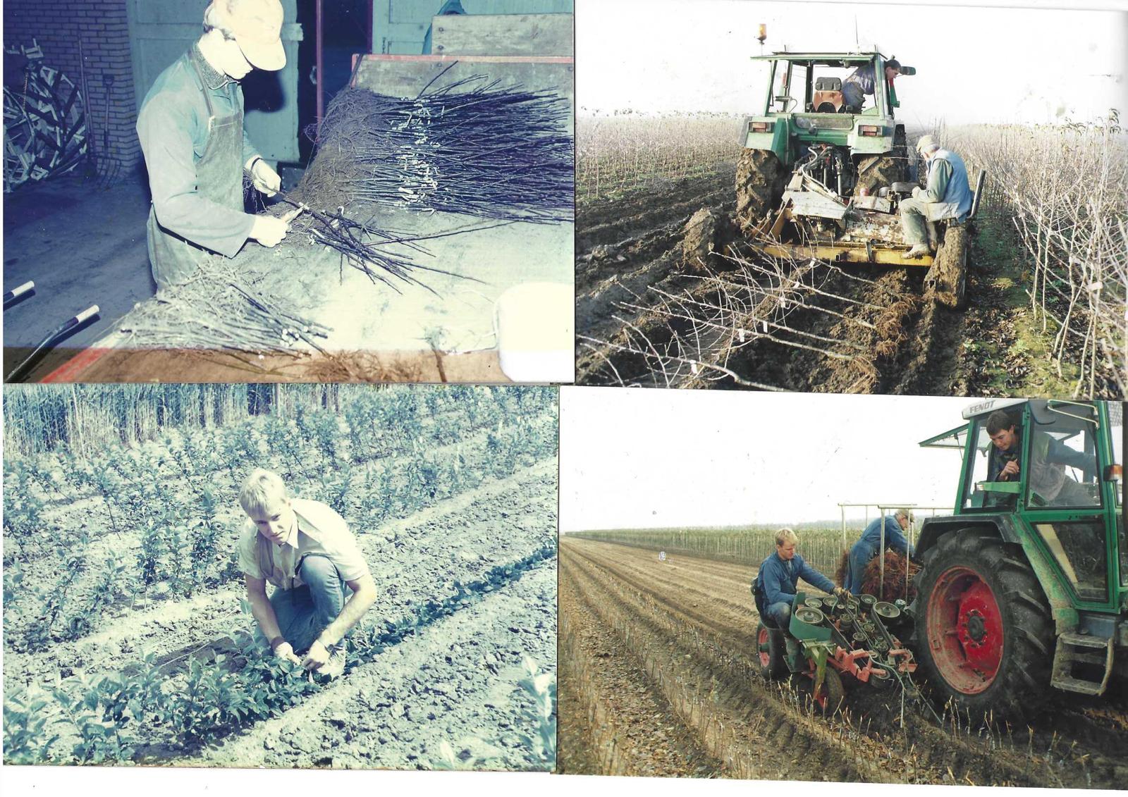 Historische Fotos der Arbeit am Mutterbeet in den 1980ern