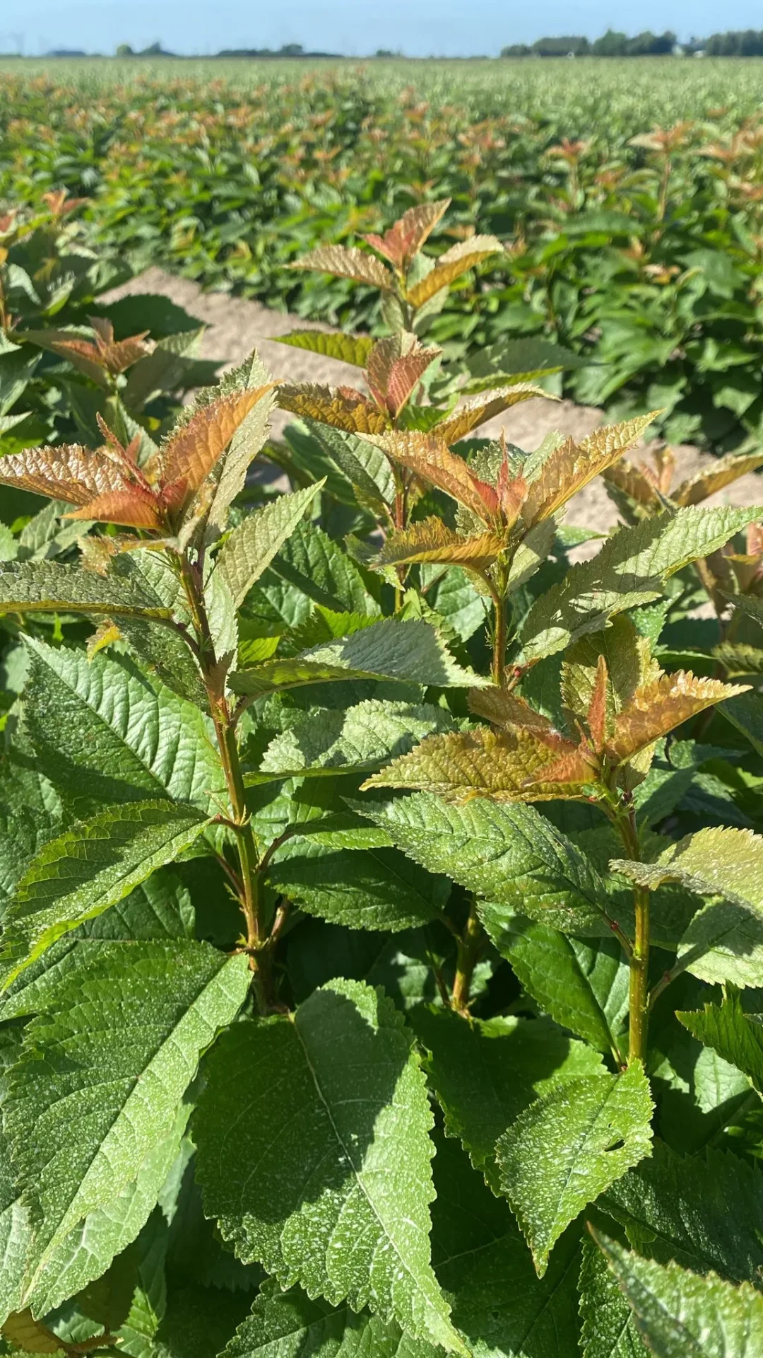 Kirsch- und Pflaumen-Unterlagen — close-up (Prunus Colt)