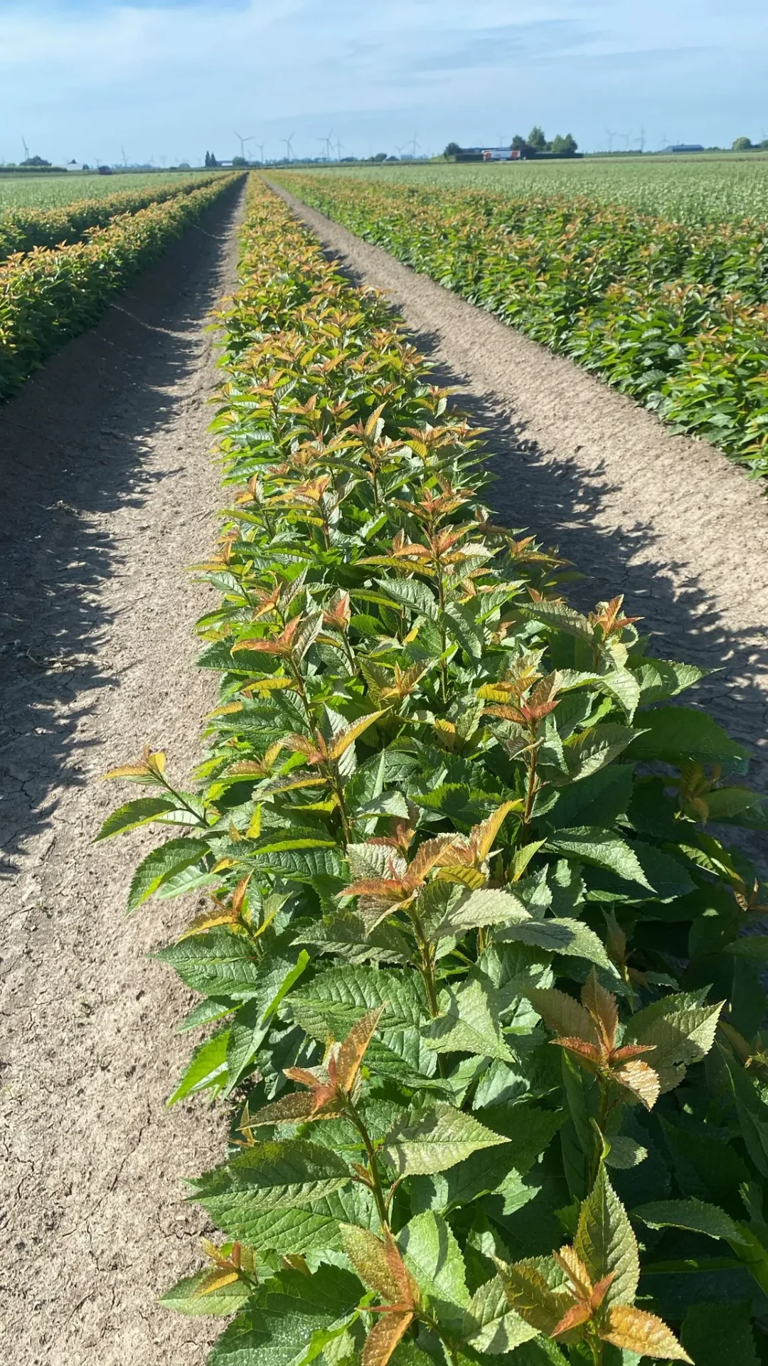 Kirsch- und Pflaumen-Unterlagen — moerbed (Prunus Colt)