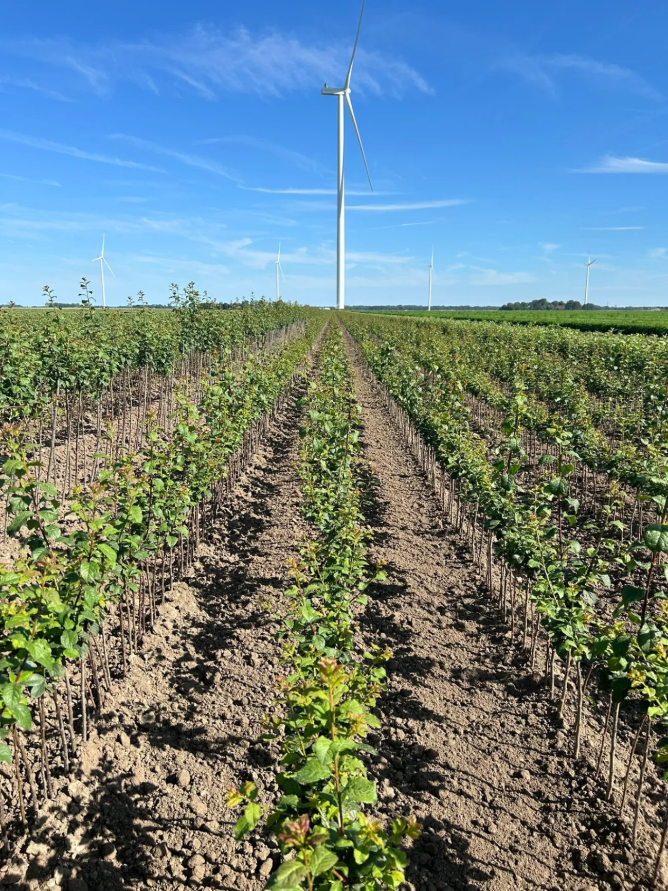 Prunus St. Julien A — Mutterbeet